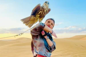 VIPDesertSafariFalconPhotos Vipdesertsafarifalconphotos